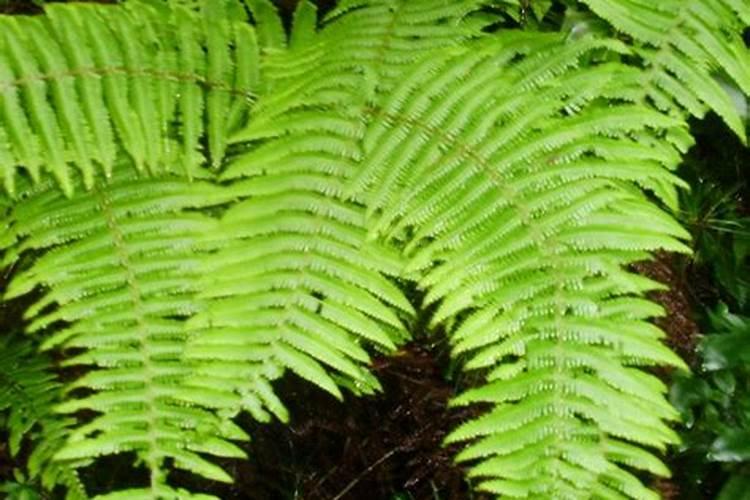 金毛狗蕨类植物用什么肥料
