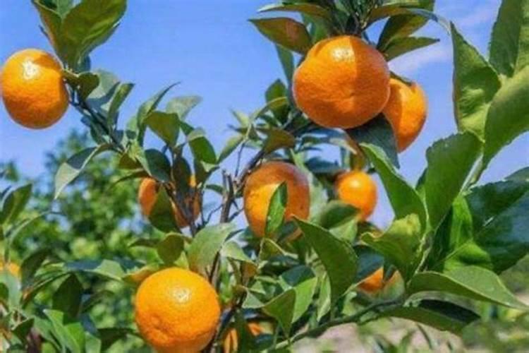 大量元素水溶肥的作用与功效 不同种类大量元素水溶肥料的用途