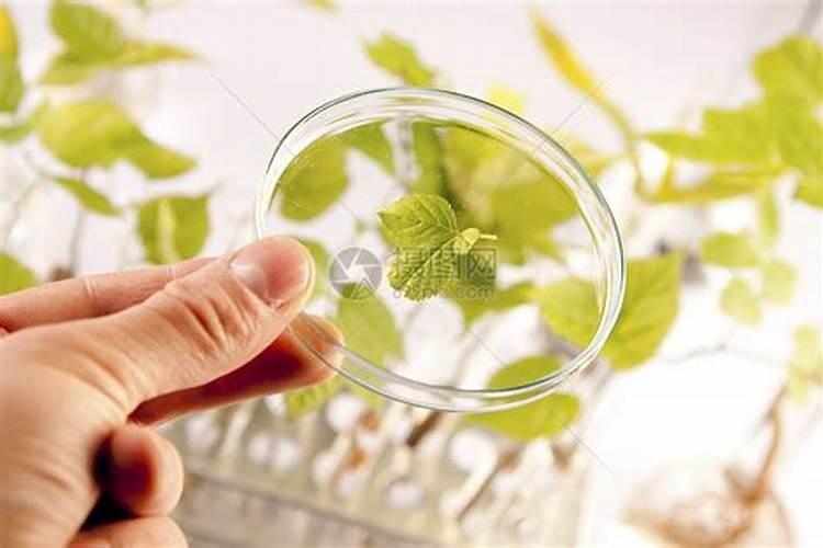 什么肥料可以让植物快速生长？