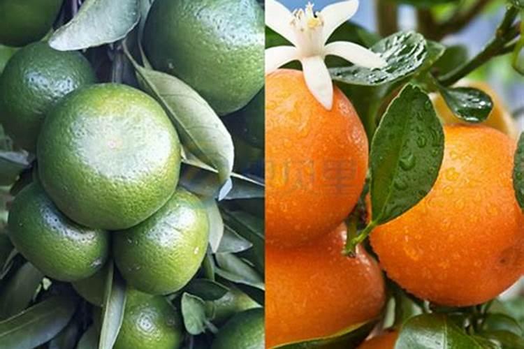 柑橘挂果用什么钙肥比较好？