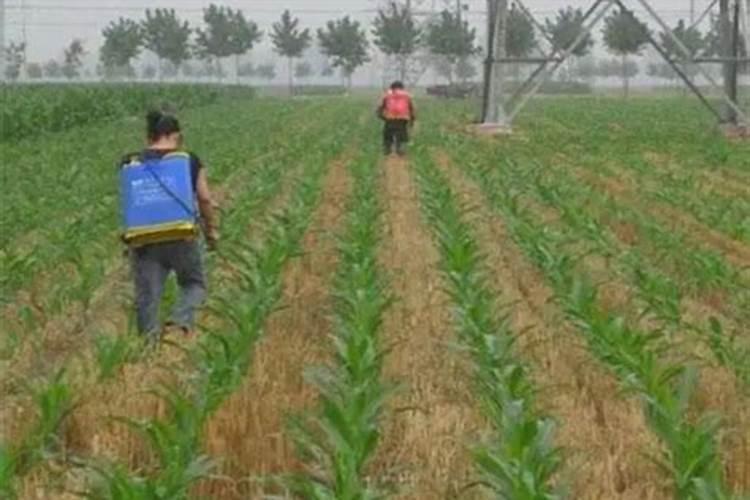 叶面肥为什么不能跟碱性农药混用
