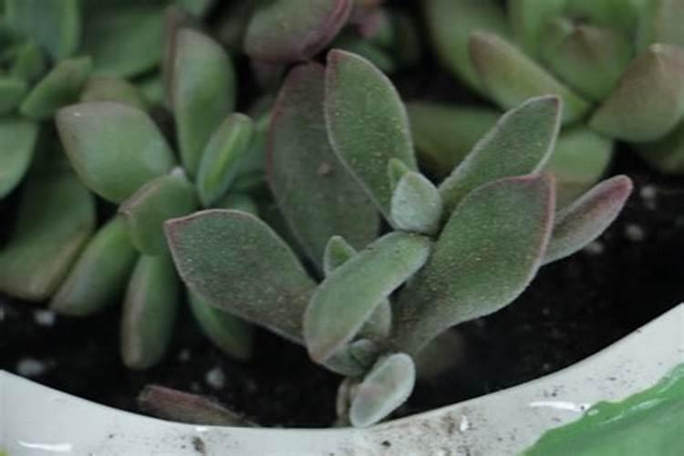 兰花用的土和多肉植物用的土是一种吗