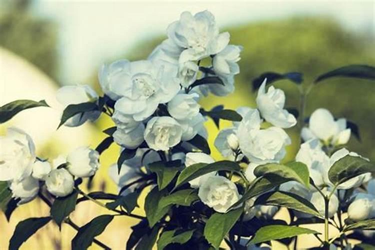 茉莉开花时能施肥吗