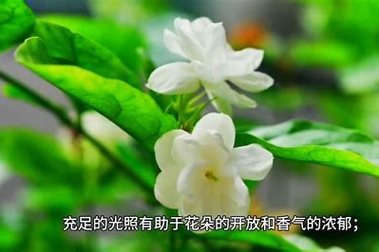 请教为何开花的时候不能施肥