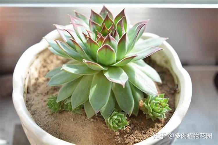 锦上添花如何种植