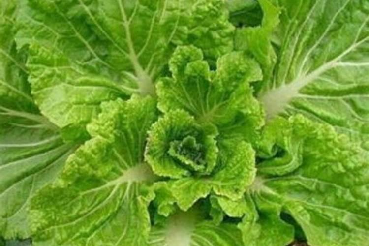小白菜种植时为什么需要施加微肥？