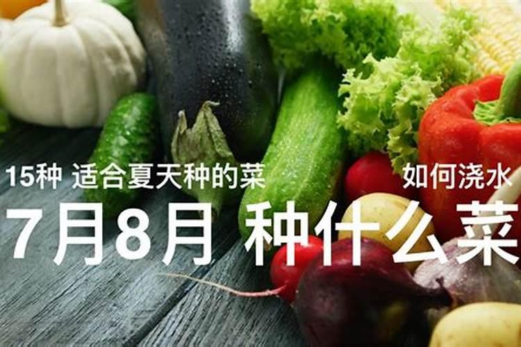 7一8月份种什么蔬菜和怎样施肥