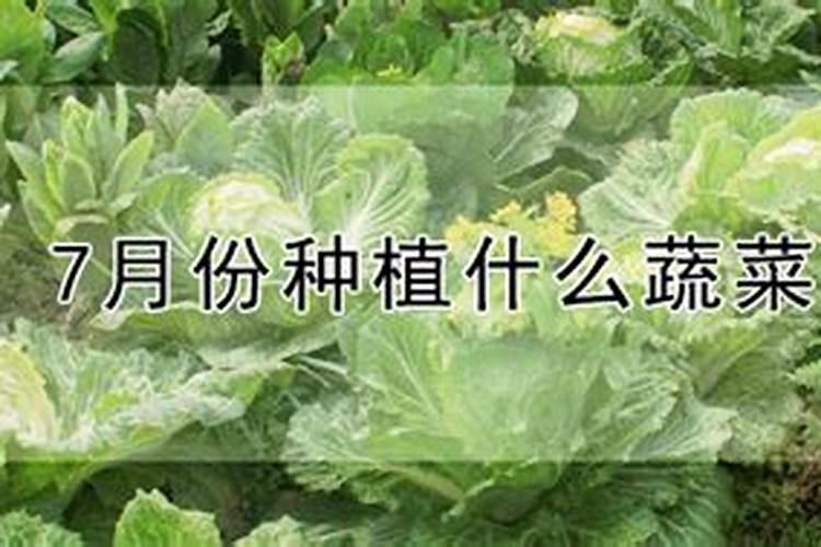 7,8月份适合种植什么蔬菜？