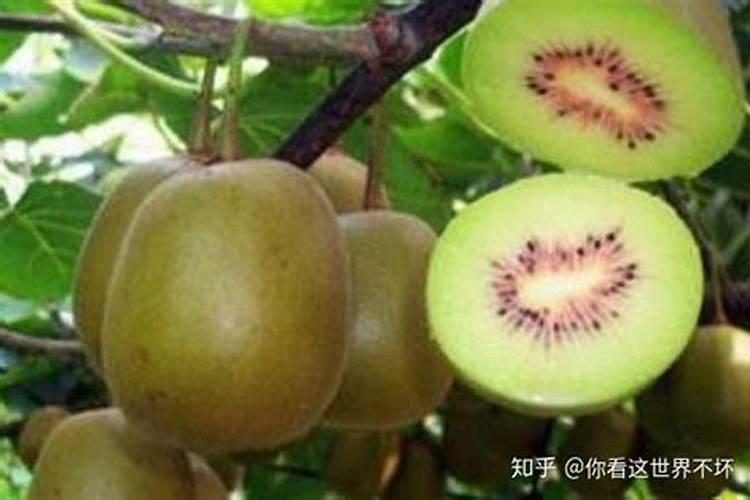 一帆风顺用什么肥料,一帆风顺施什么肥好