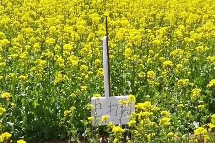油菜施肥时间及方法