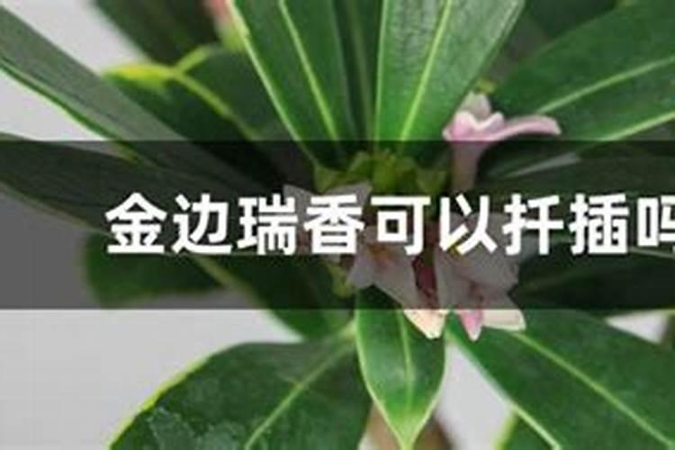 金边瑞香可以放在房间吗