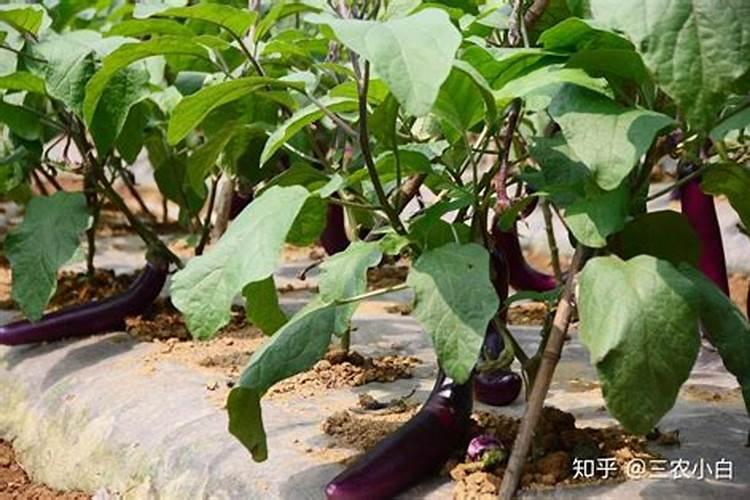 大棚里绿茄子应该浇什么肥