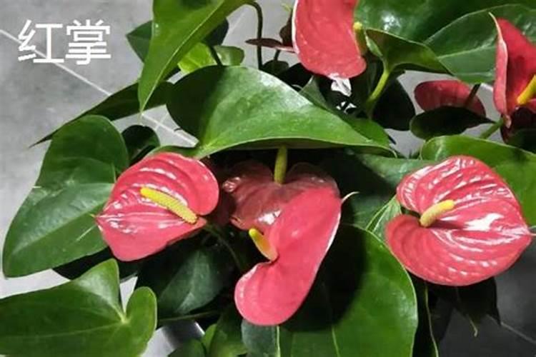 常用的花肥有哪些？