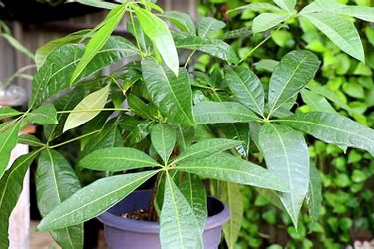 小麦拔节期打什么叶面肥最好