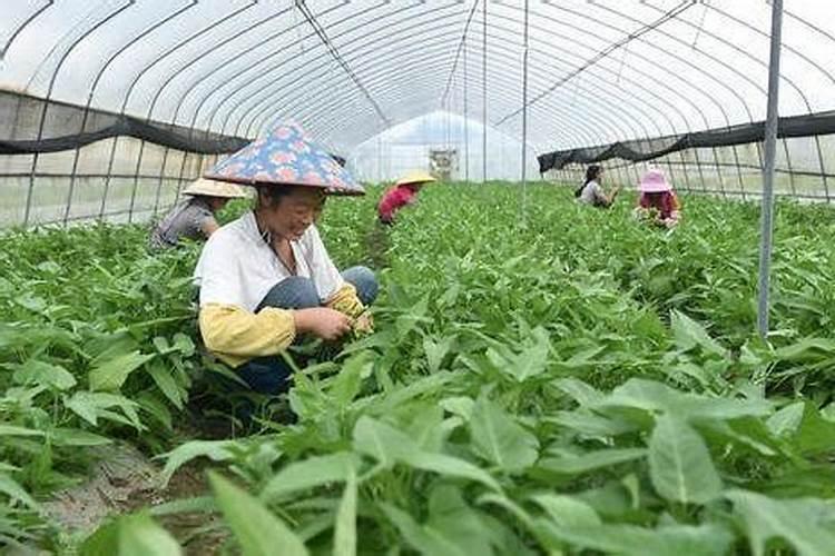 大粪为什么可以当化肥用