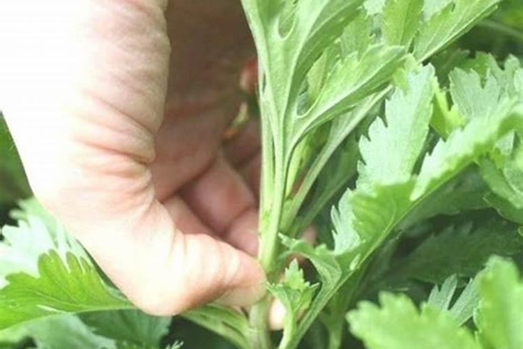球菊的养殖方法和注意事项 养殖球菊的方法和注意事项