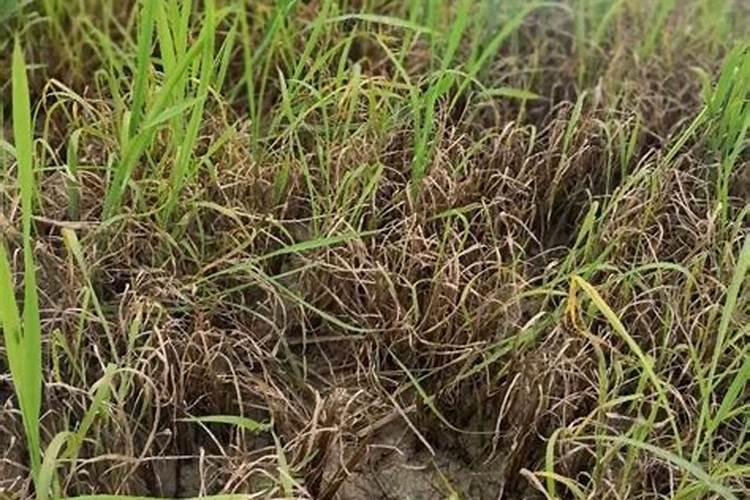 老农在除草时,为什么要往除草剂里添加尿素？