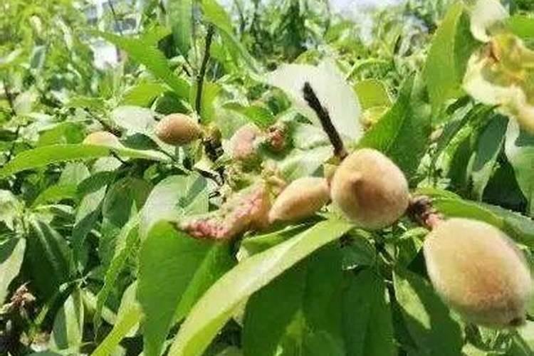 桃树种植全年施肥注意事项？桃树怎么施肥有助于高产？