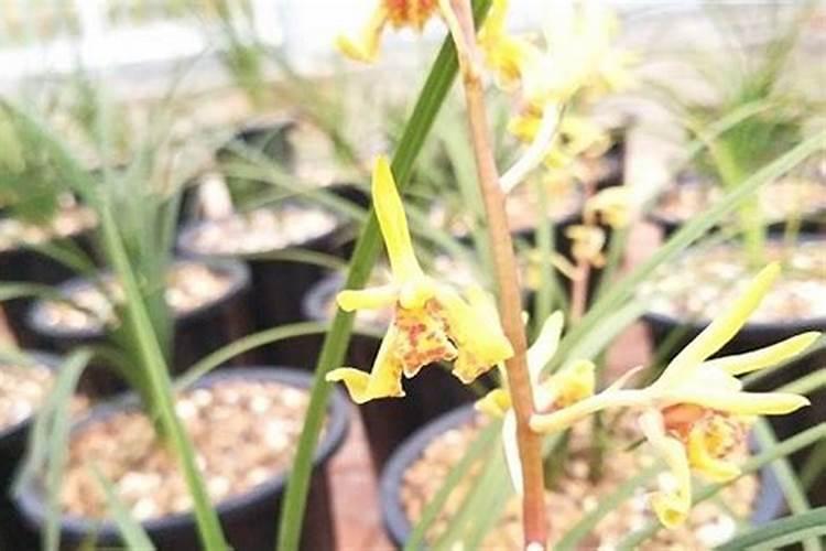 兰花用什么肥料最好