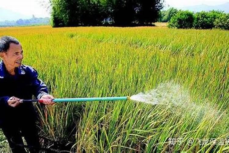 追肥为什么磷肥不用