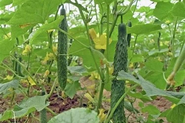 如何种植黄瓜产量高？