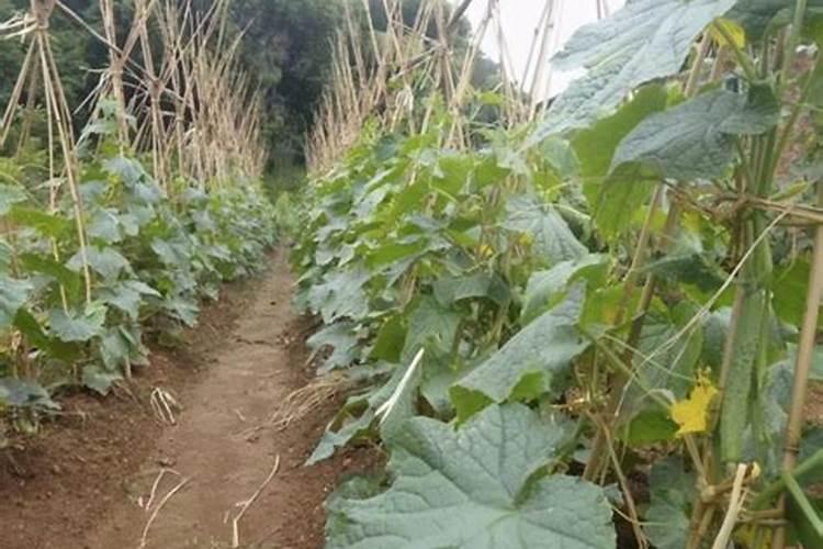 青瓜的种植方法及管理技术