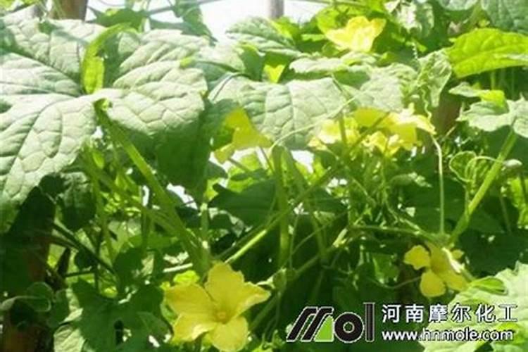 苦瓜施什么肥才挂果多 可以使用氮肥吗