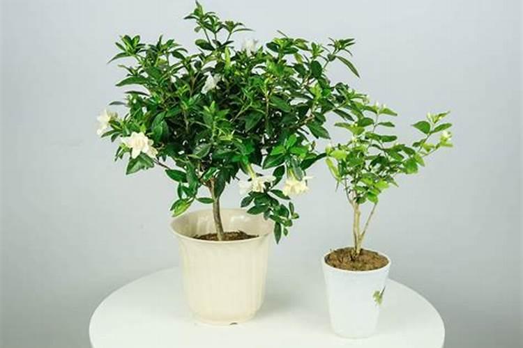 茉莉花最忌讳三种肥料