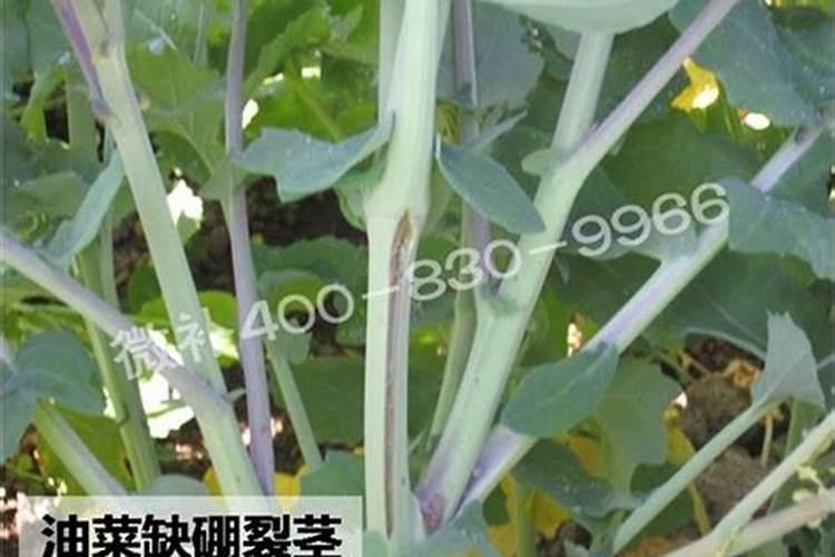 油菜如何喷施硼肥？油菜施硼肥注意事项？