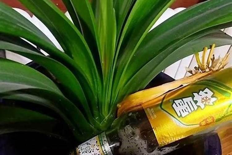 家里种花用什么肥料