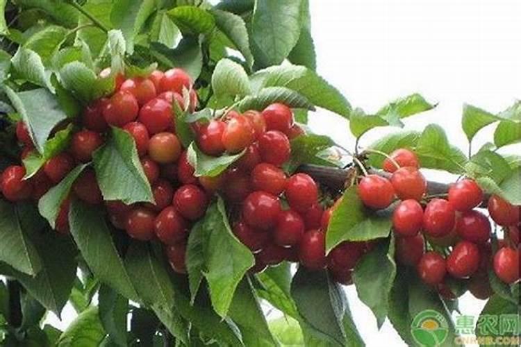 樱桃使用什么肥料最好