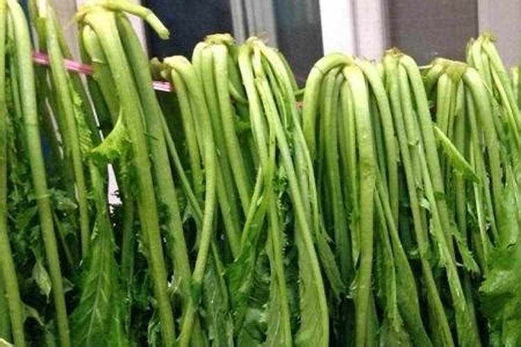 水种芥菜种植方法