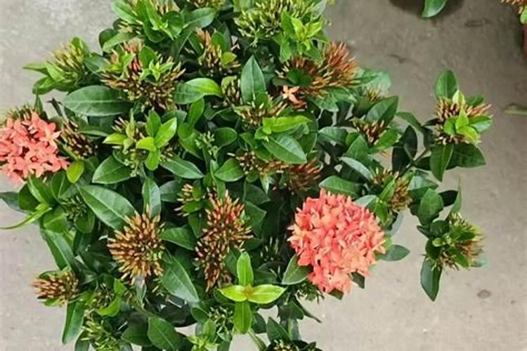 龙泉花怎么养？