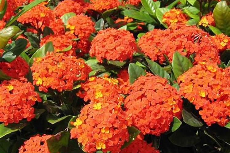 龙船花怎样催花