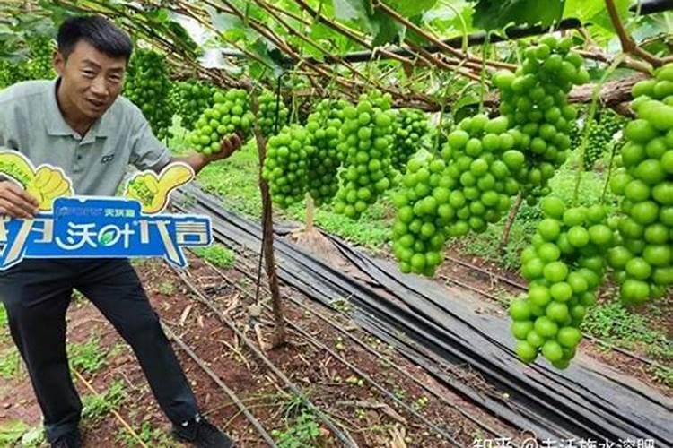 平衡水溶肥配方