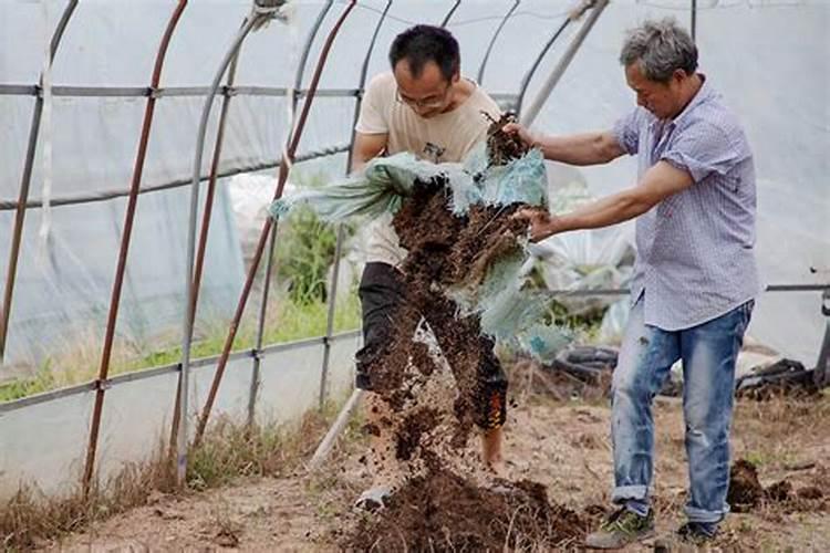 西红柿防脐腐病用什么钙做底肥