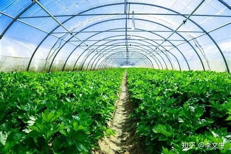 高温季节温室大棚蔬菜栽培,如何有效解决高温障碍？