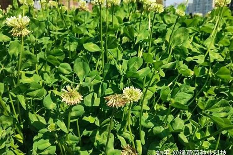 白三叶护坡种植应该怎么办？白三叶可以作为绿肥使用吗？