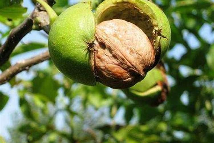 西红柿开花结果期怎么施肥和管理