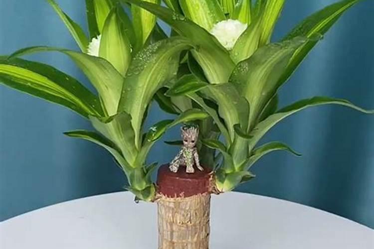 蝴蝶兰施什么肥？