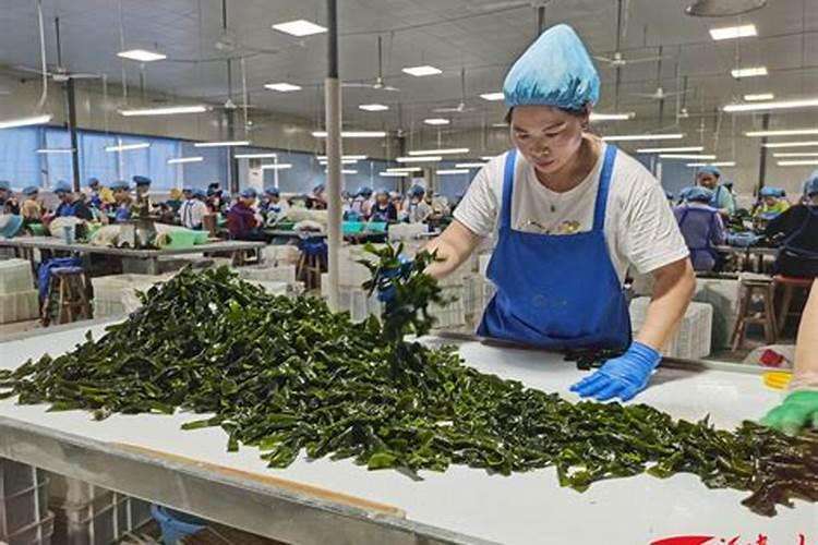 海藻肥料有什么特点？海藻肥料有什么功能？