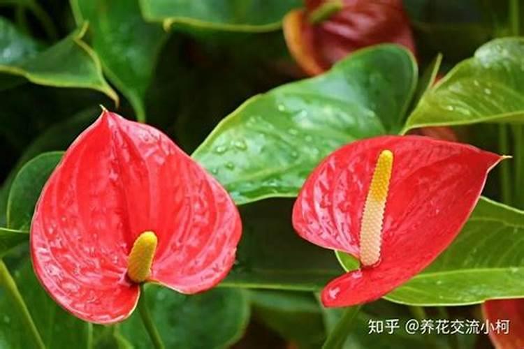 钾肥价格多少钱一吨