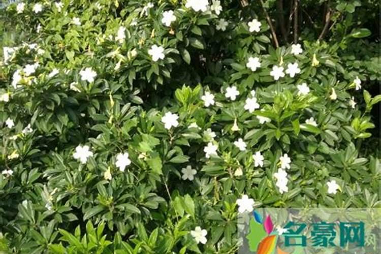 茉莉花施什么肥好,茉莉花施磷钾肥和有机肥最好