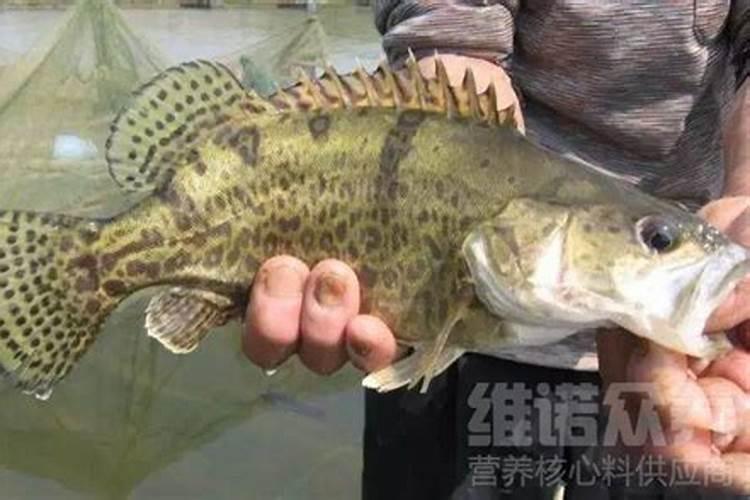 桂花用什么肥料最好最旺养好