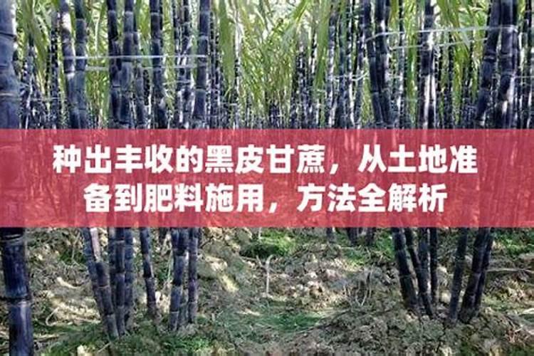 黑皮甘蔗有根结线虫吗