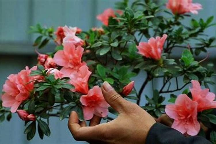 杜鹃花开花时怎么浇水,施肥
