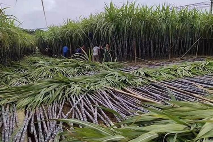 黑皮甘蔗种植技术是什么