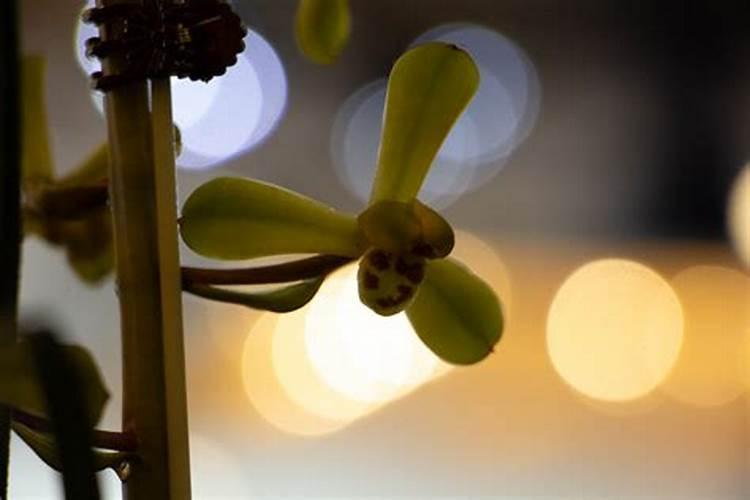 兰花喷什么叶面肥最好(兰花叶面肥喷施注意事项)