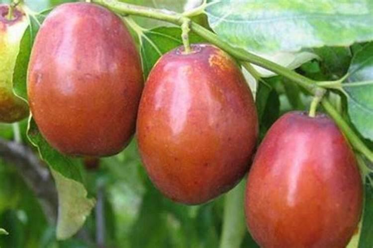 广西蜜丝枣种植的正确方法？