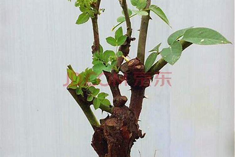 买回来的玫瑰花怎么养能生根